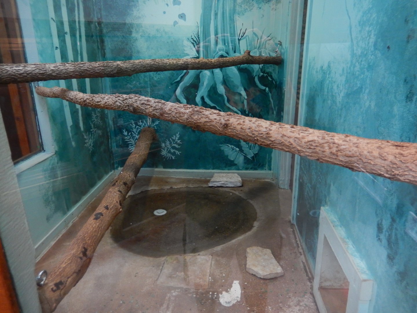 5/2/2018 - Burmese Python Exhibit (1 of 2)