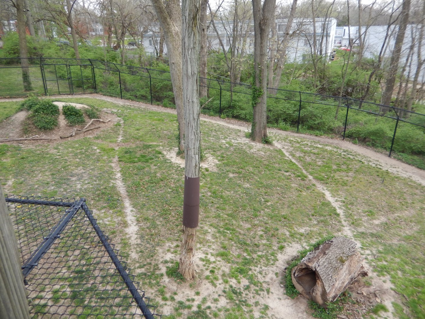 5/2/2018 - Cheetah Habitat (Left Half)