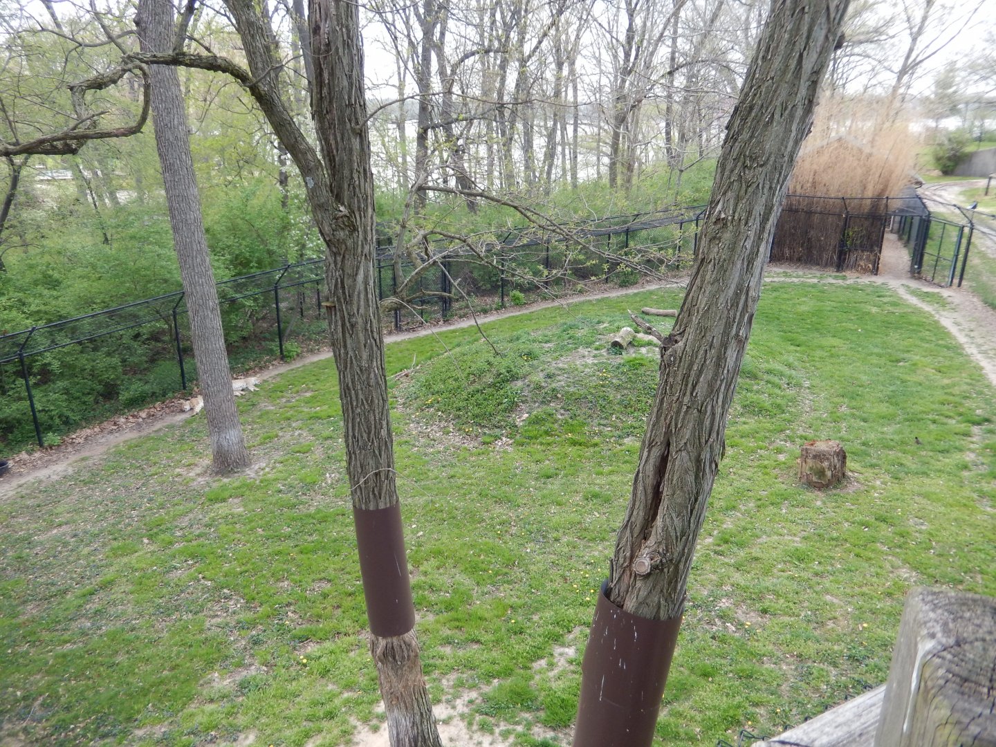 5/2/2018 - Cheetah Habitat (Right Half)