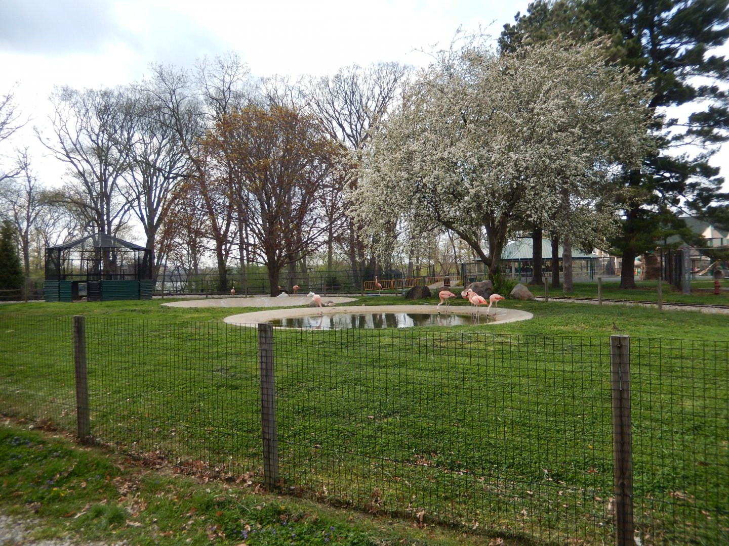 5/2/2018 - Chilean Flamingo & American White Pelican Exhibit