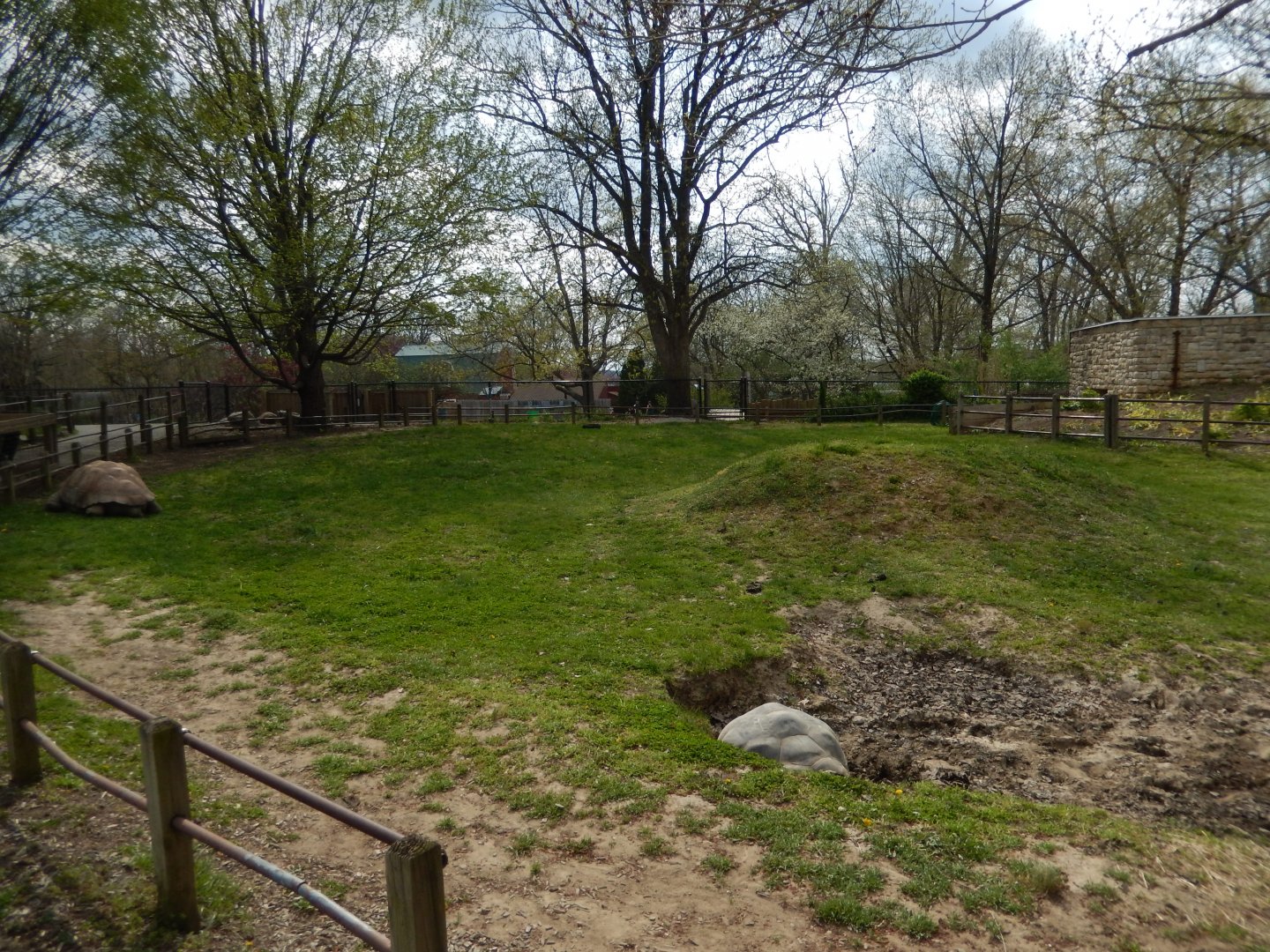 5/2/2018 - Galapagos Tortoise Habitat