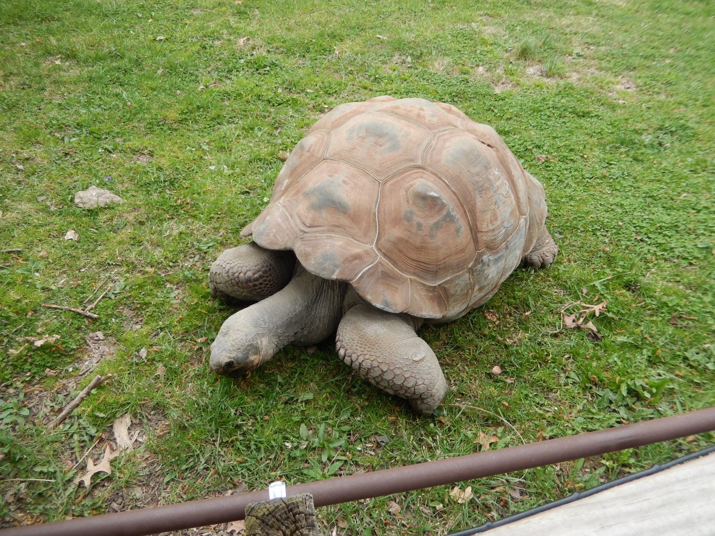 5/2/2018 - Galapagos Tortoise