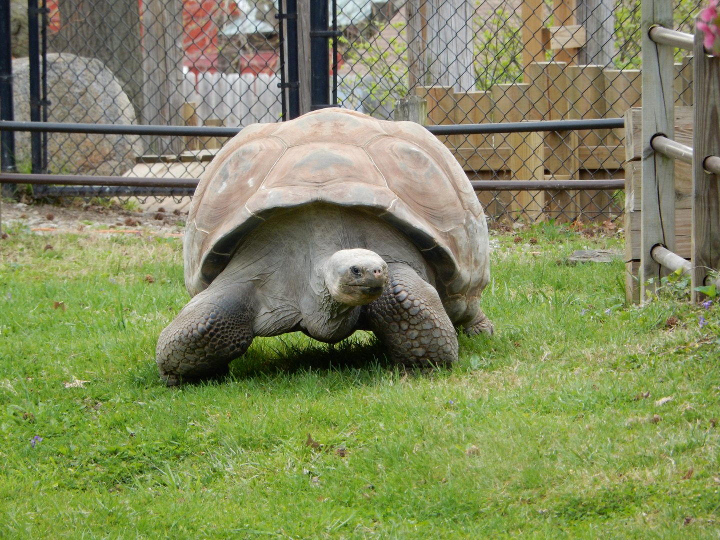 5/2/2018 - Galapagos Tortoise