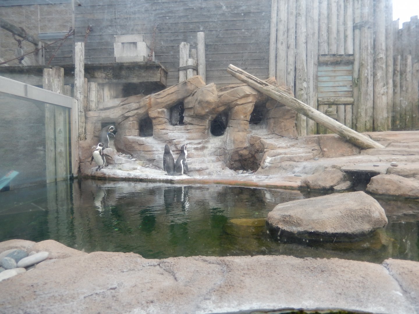 5/2/2018 - Humboldt Penguin Habitat (Left Half)