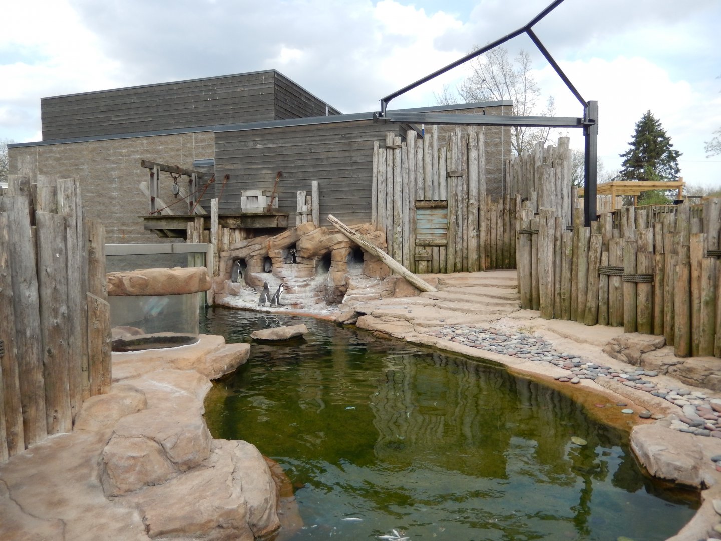 5/2/2018 - Humboldt Penguin Habitat