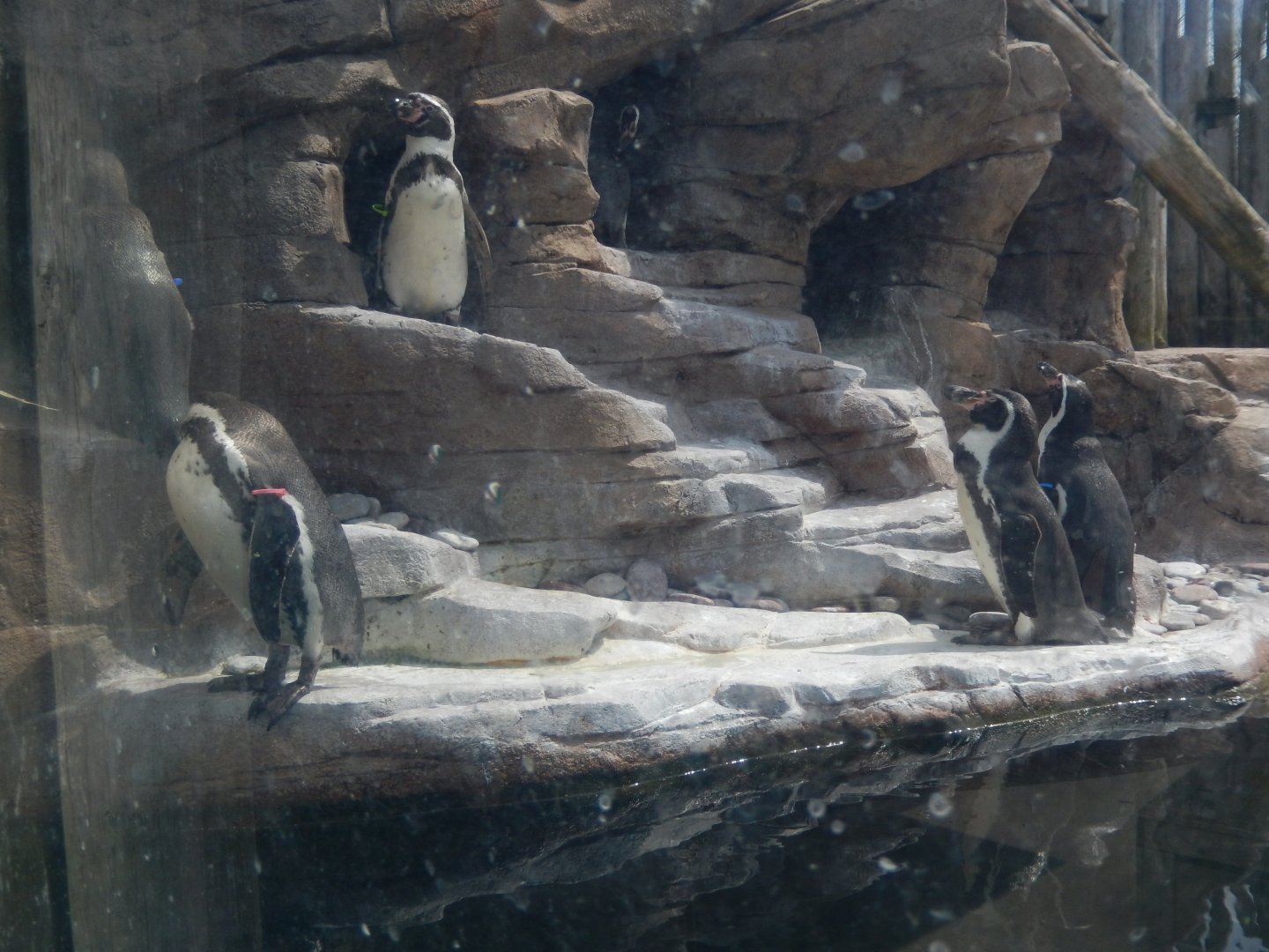 5/2/2018 - Humboldt Penguins