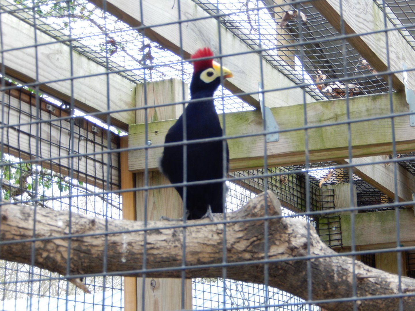 5/2/2018 - Lady Ross's Turaco