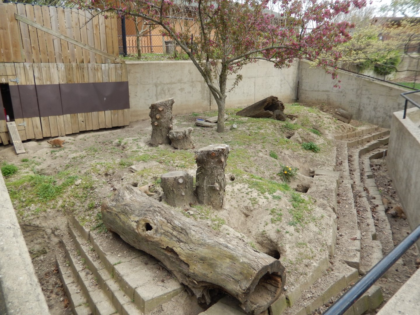 5/2/2018 - Meerkat Habitat