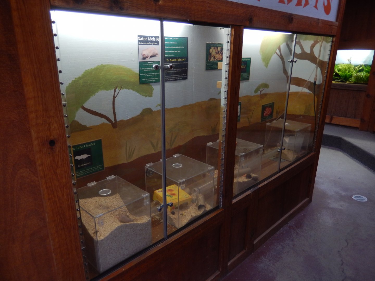 5/2/2018 - Naked Mole Rat Exhibits