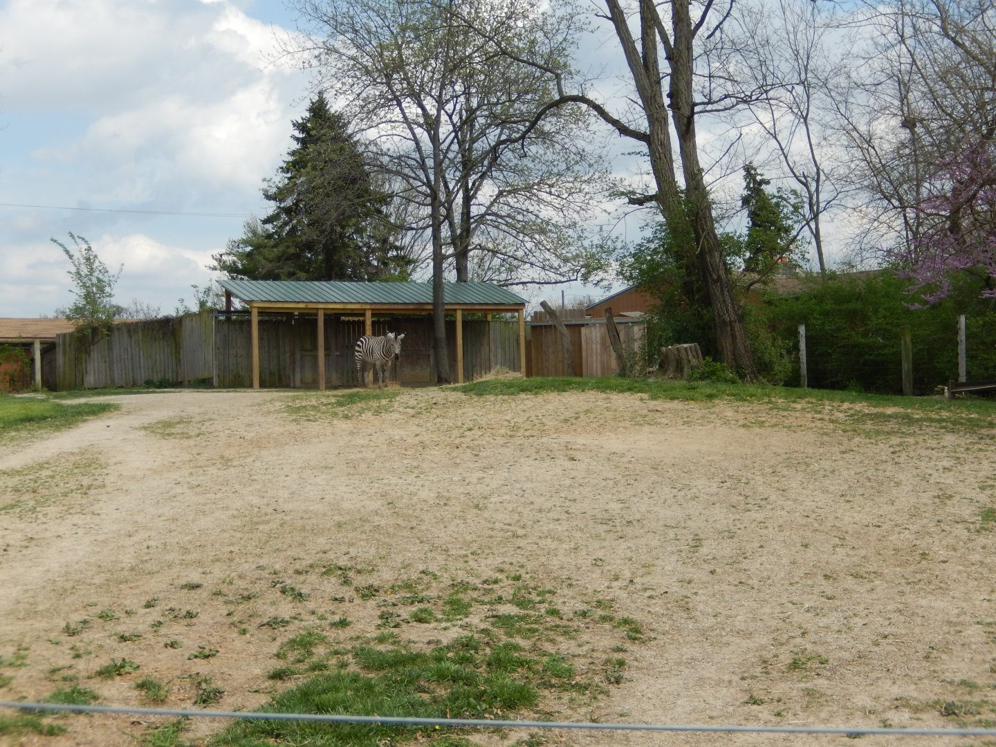 5/2/2018 - Plains Zebra Paddock