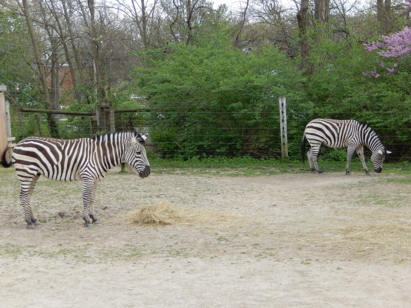 5/2/2018 - Plains Zebras
