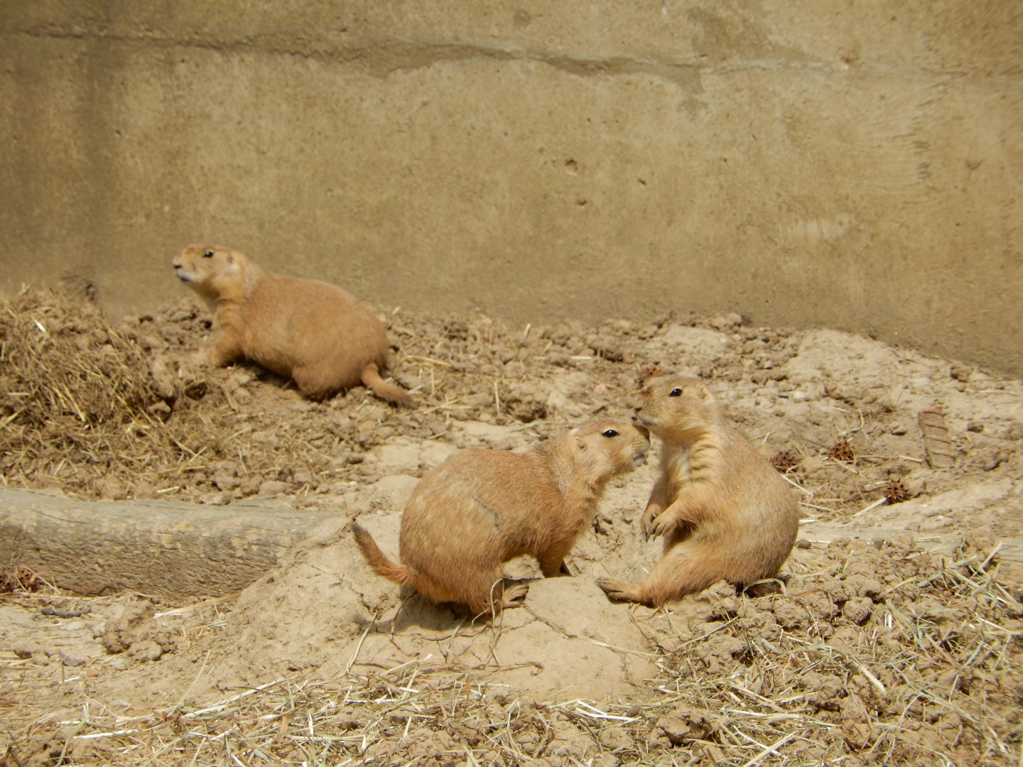 5/2/2018 - Prairie Dogs