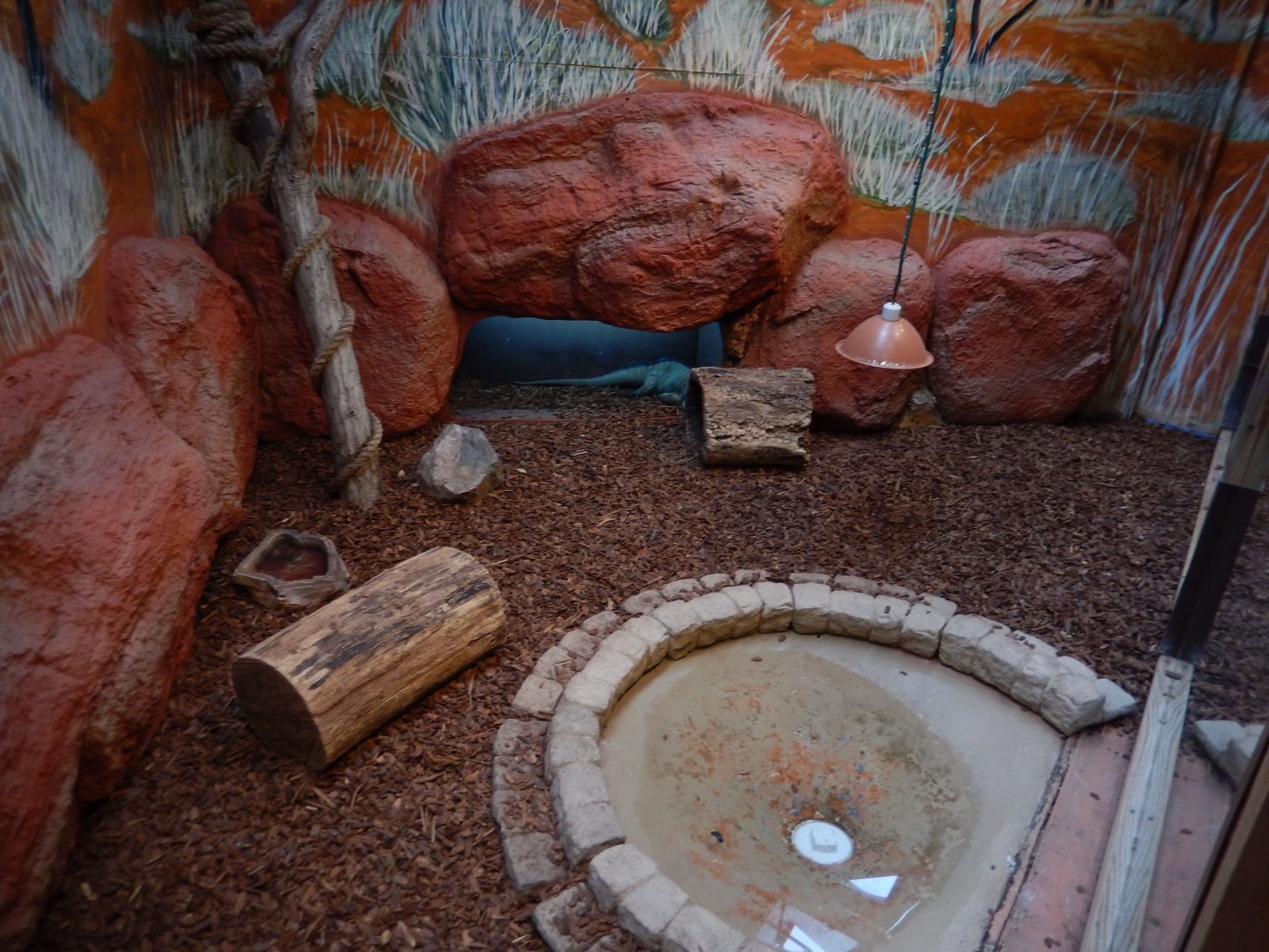 5/2/2018 - Rhinoceros Iguana Exhibit