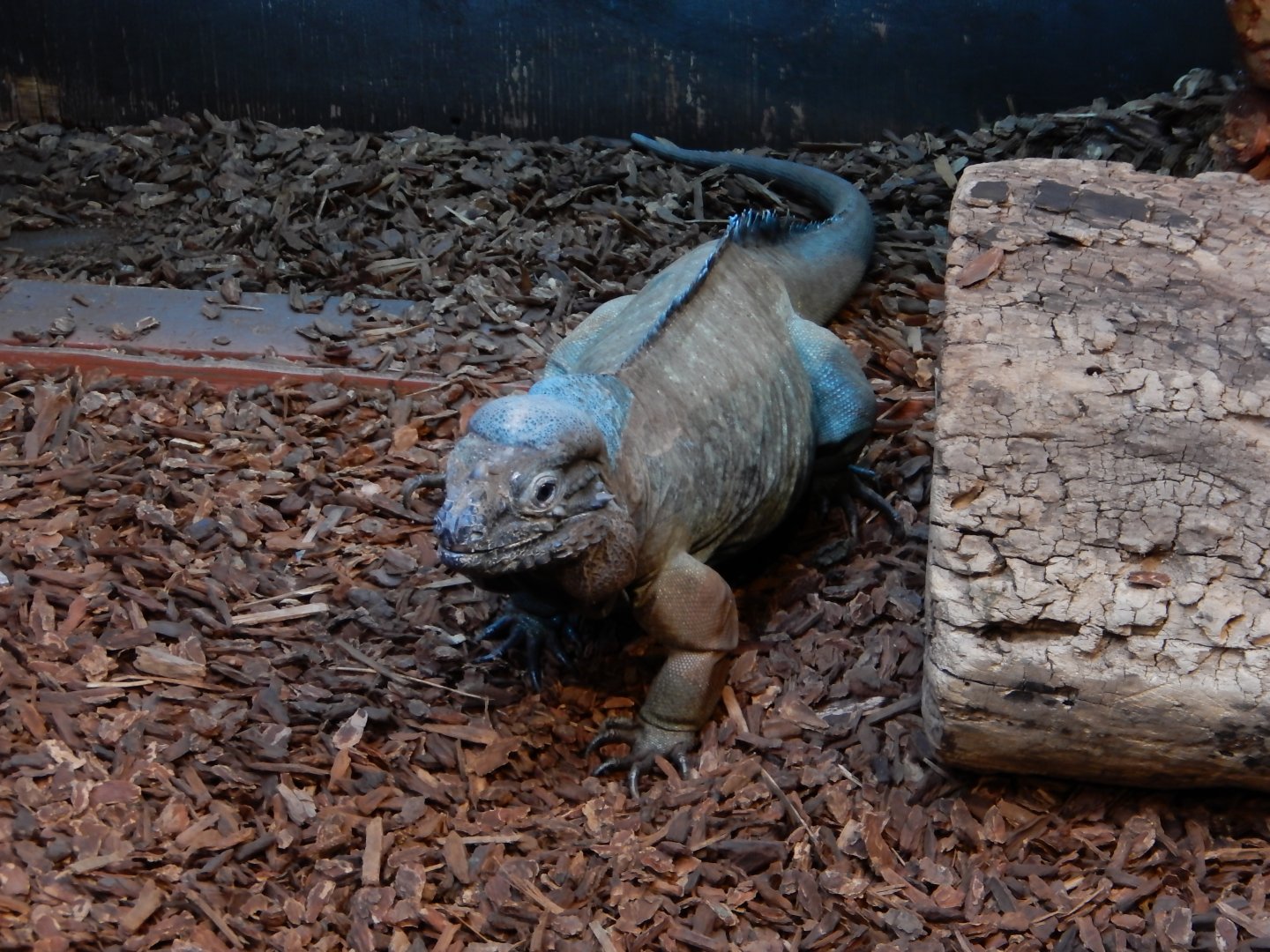 5/2/2018 - Rhinoceros Iguana