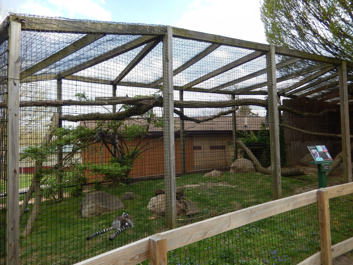 5/2/2018 - Ring-Tailed Lemur Exhibit