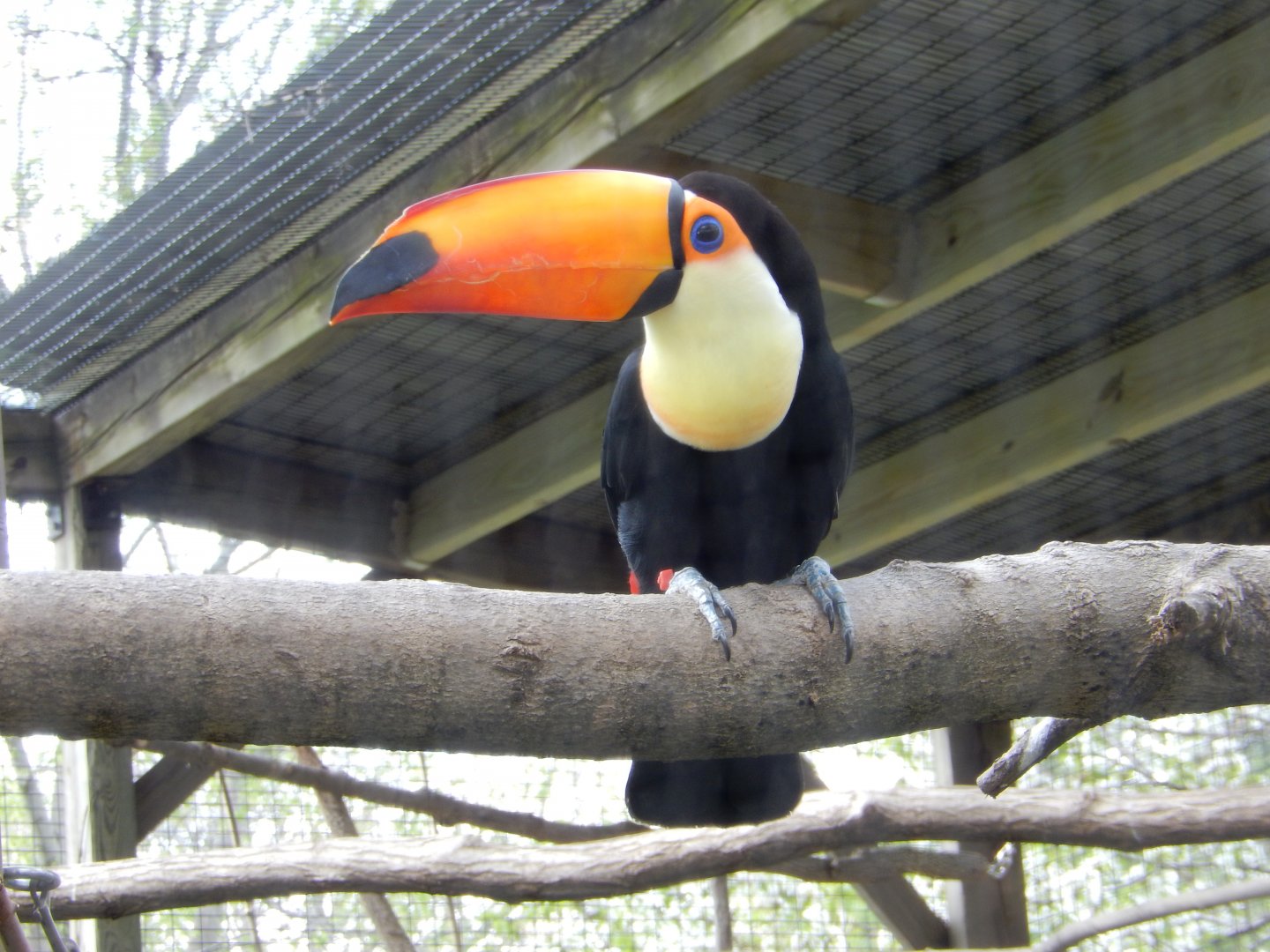 5/2/2018 - Toco Toucan