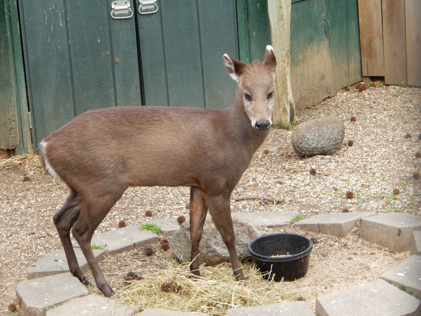 5/2/2018 - Tufted Deer