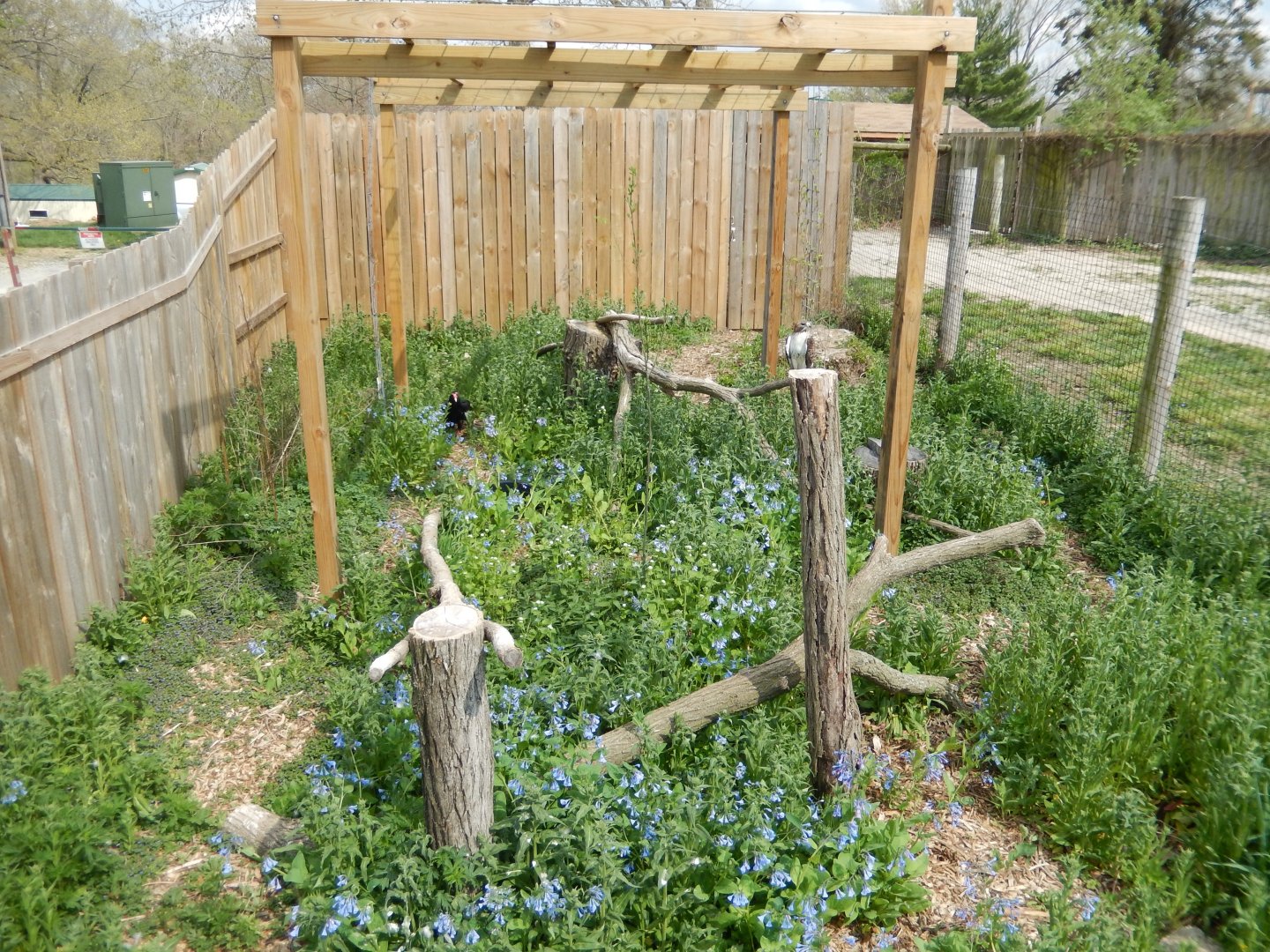 5/2/2018 - Turkey Vulture and Red-Tailed Hawk Exhibit