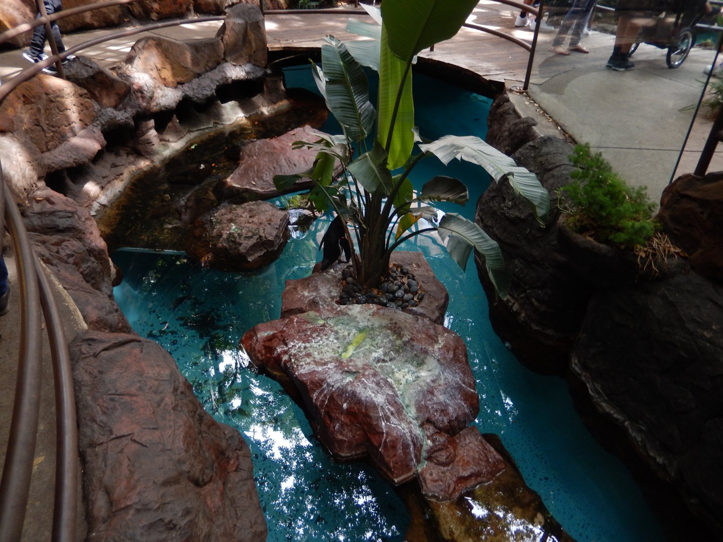 5/20/2018 - African Penguin Habitat