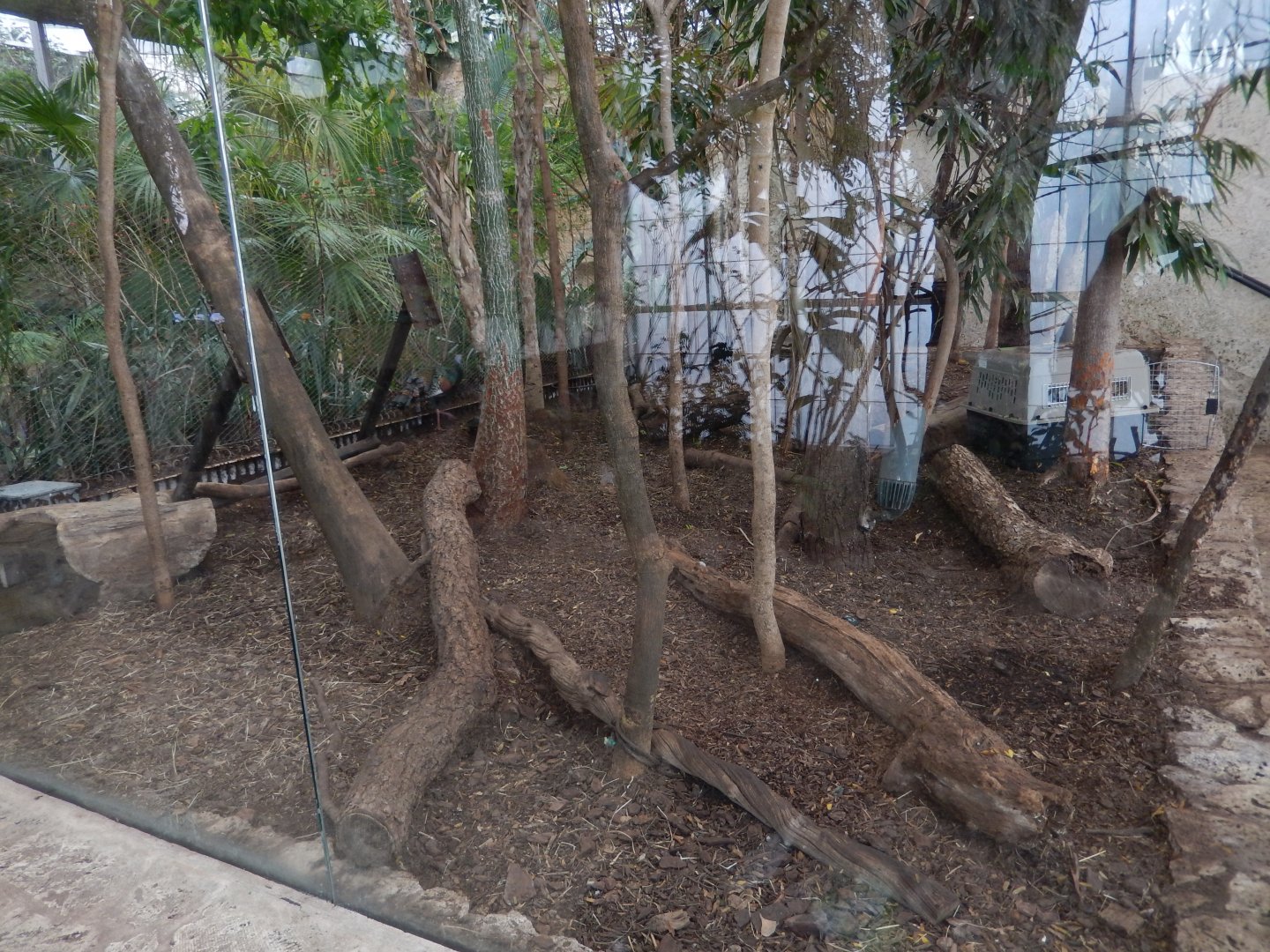 5/20/2018 - Agouti & Ocellated Turkey Habitat