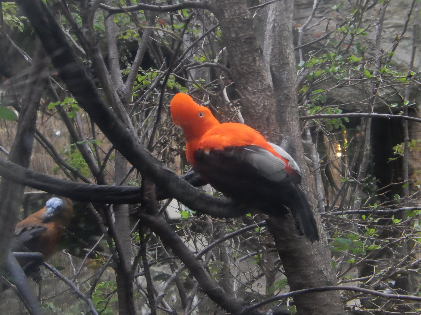 5/20/2018 - Andean cock-of-the-rock