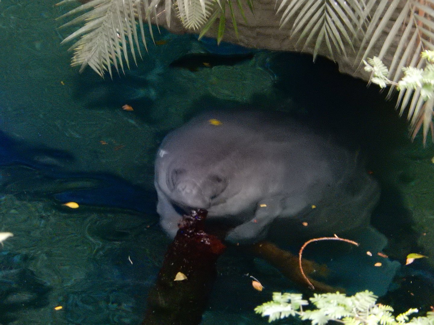 5/20/2018 - Antillean Manatee