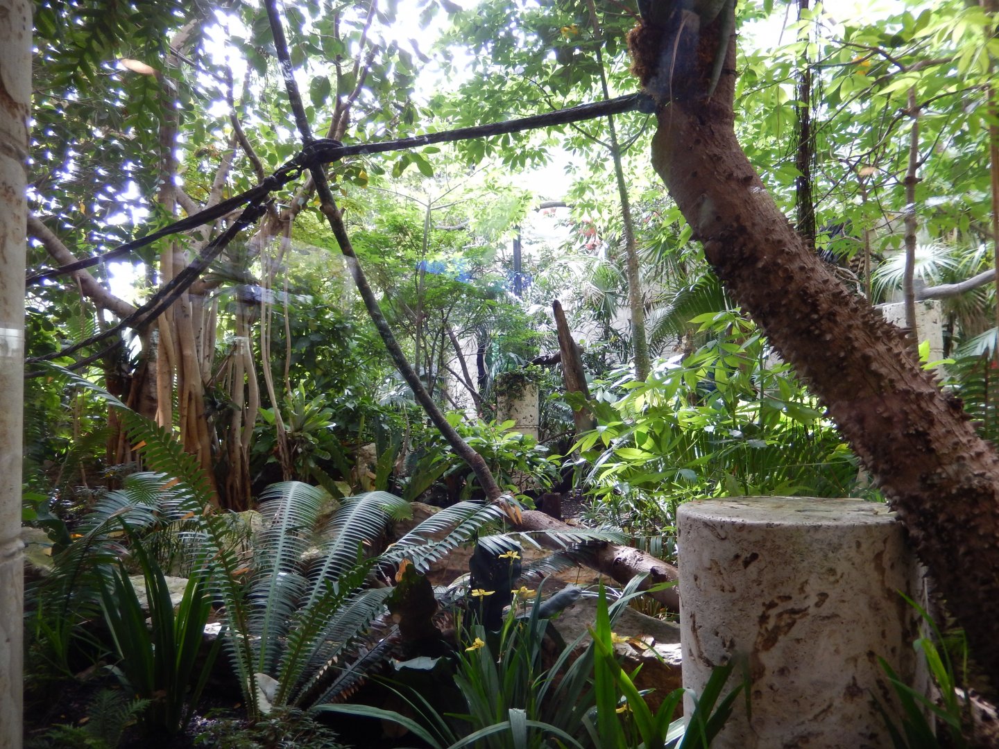 5/20/2018 - Birds of El Triunfo