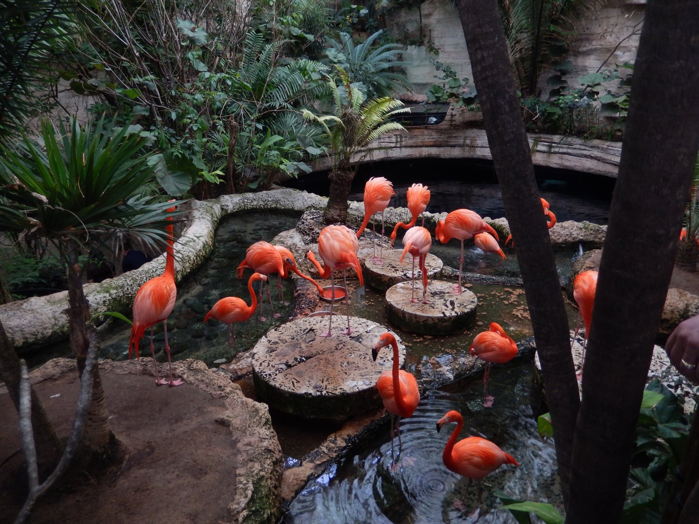 5/20/2018 - Caribbean Flamingo Pool