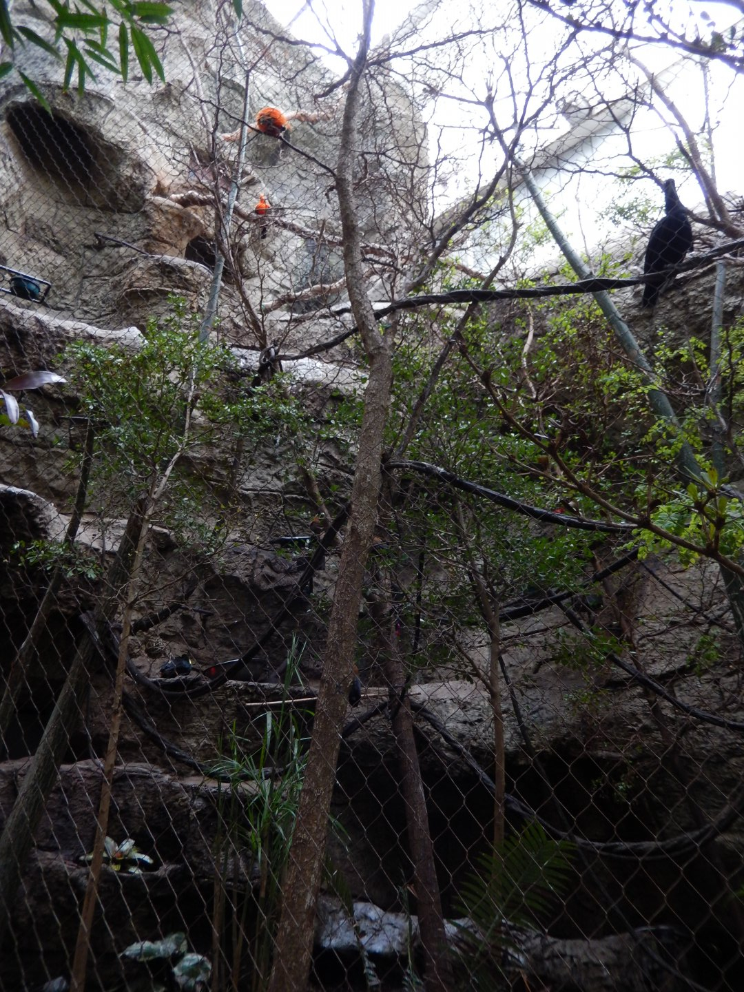 5/20/2018 - Cotinga Corner