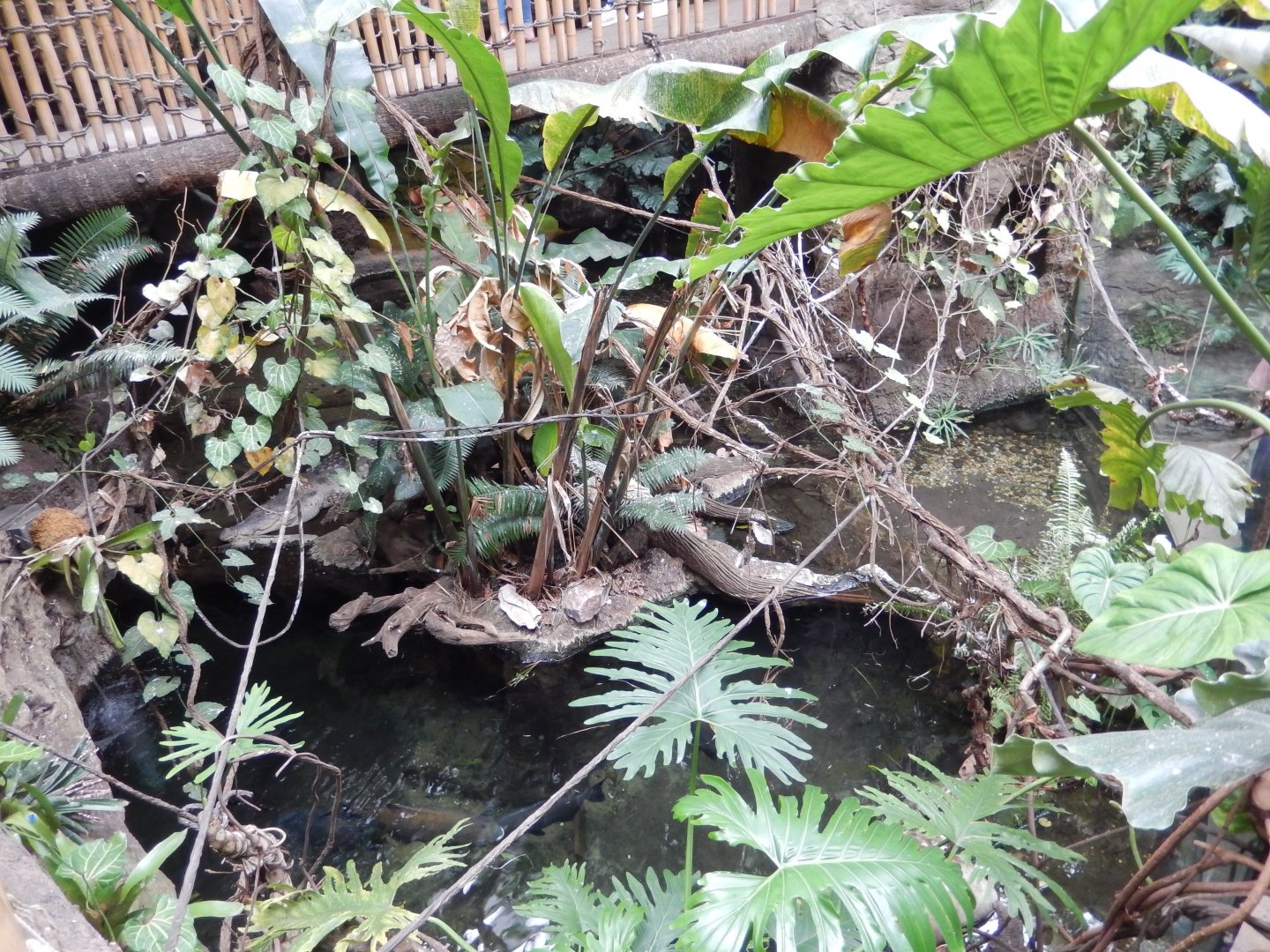 5/20/2018 - Crocodile Cove