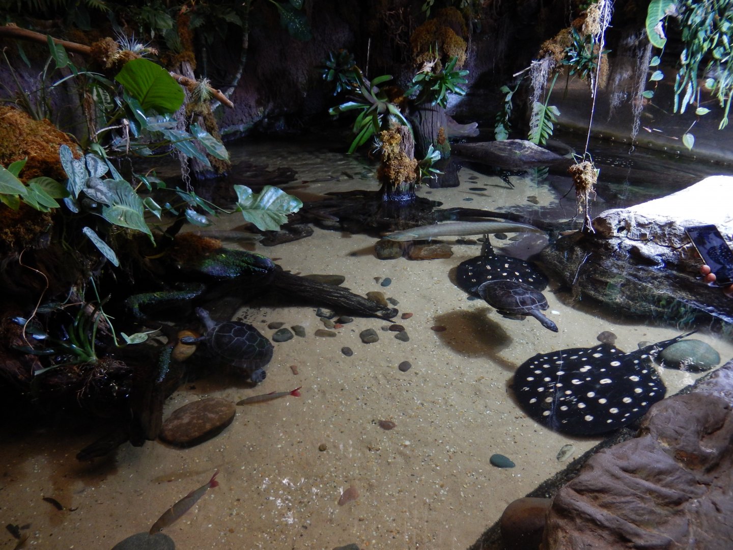 5/20/2018 - Flooded Forest