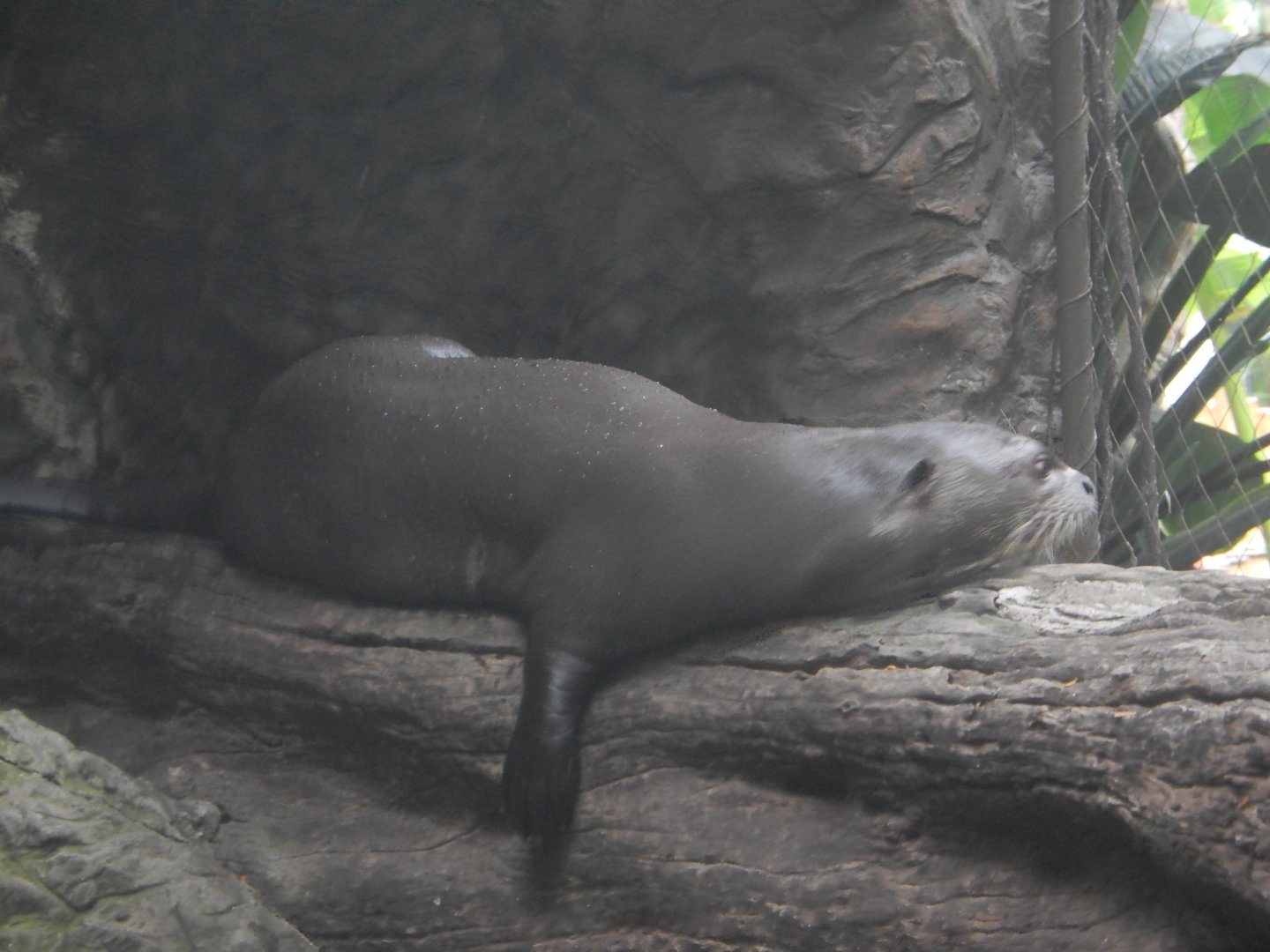 5/20/2018 - Giant River Otter