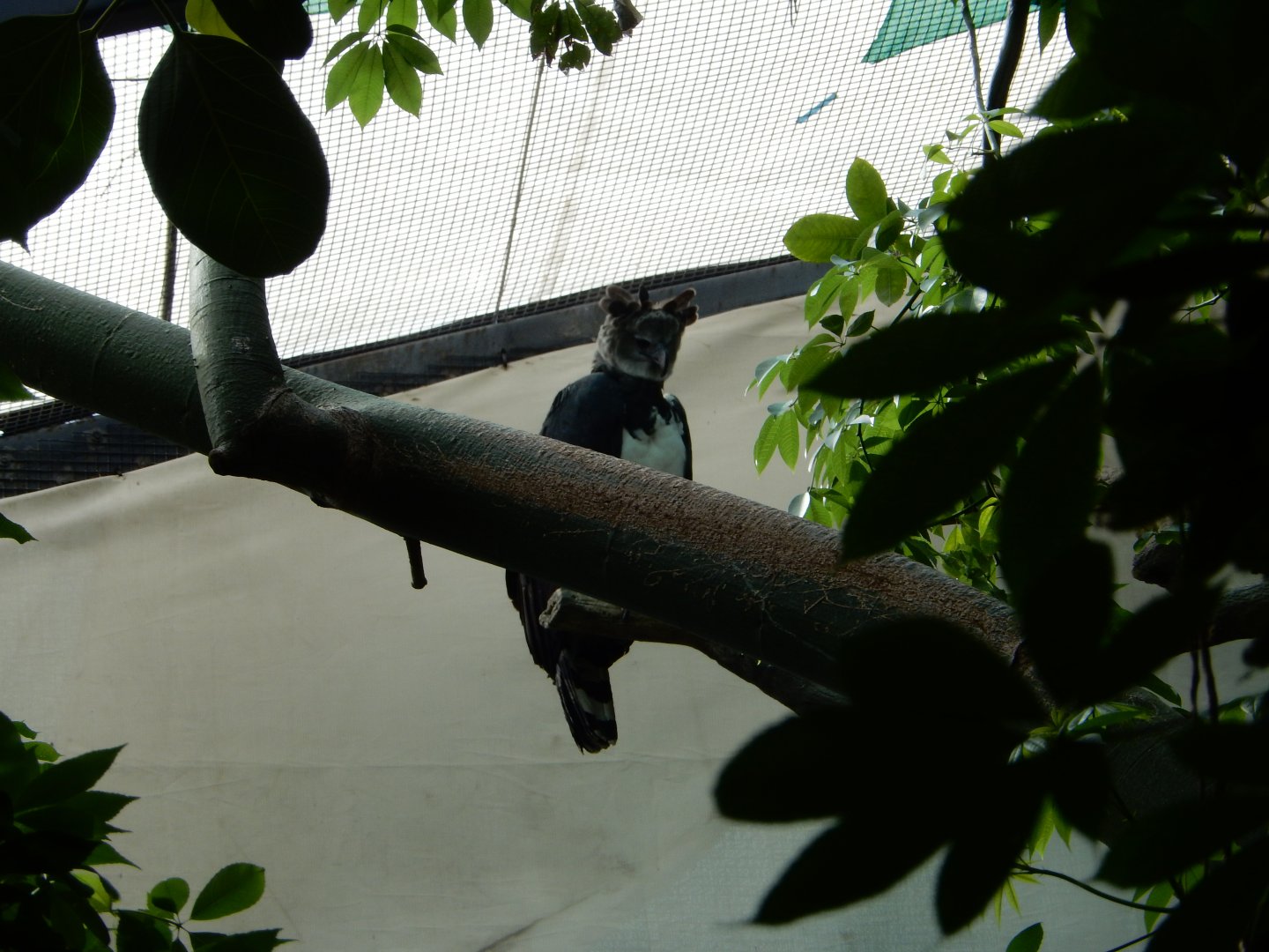 5/20/2018 - Harpy Eagle