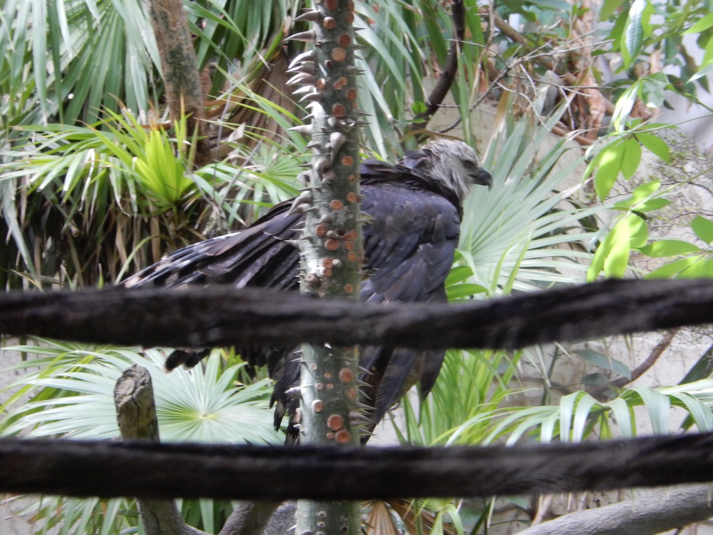 5/20/2018 - Harpy Eagle