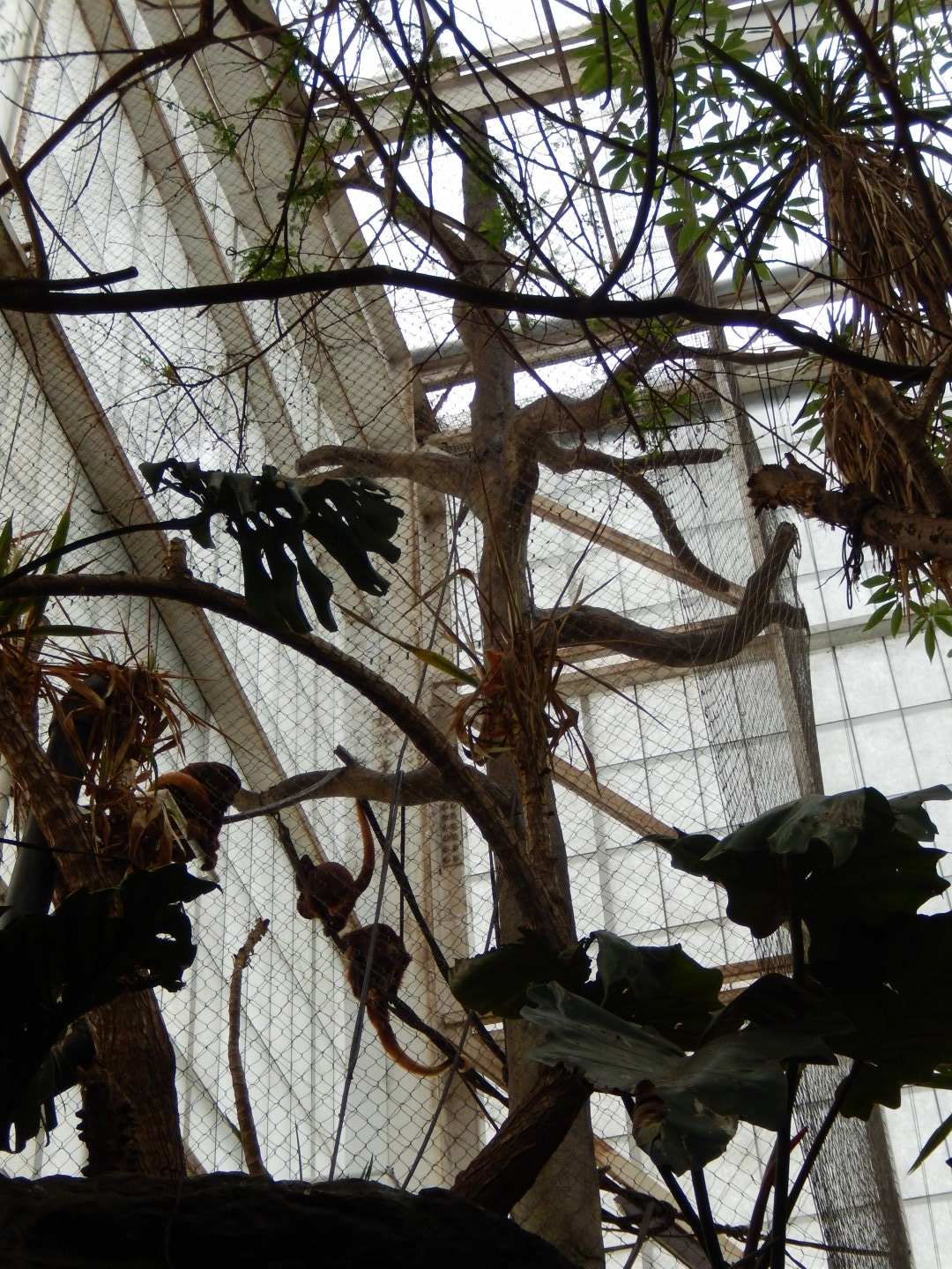 5/20/2018 - Howler Heights