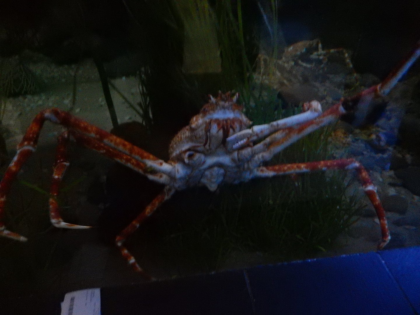 5/20/2018 - Japanese Spider Crab