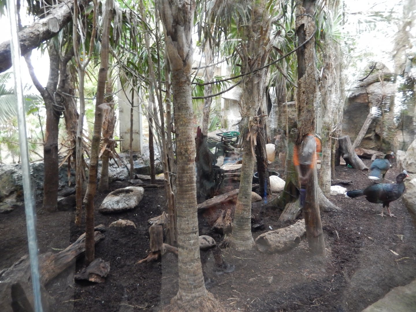 5/20/2018 - Jungle Junction