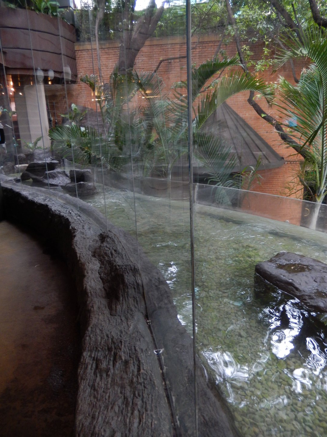 5/20/2018 - Little Blue Penguin Habitat