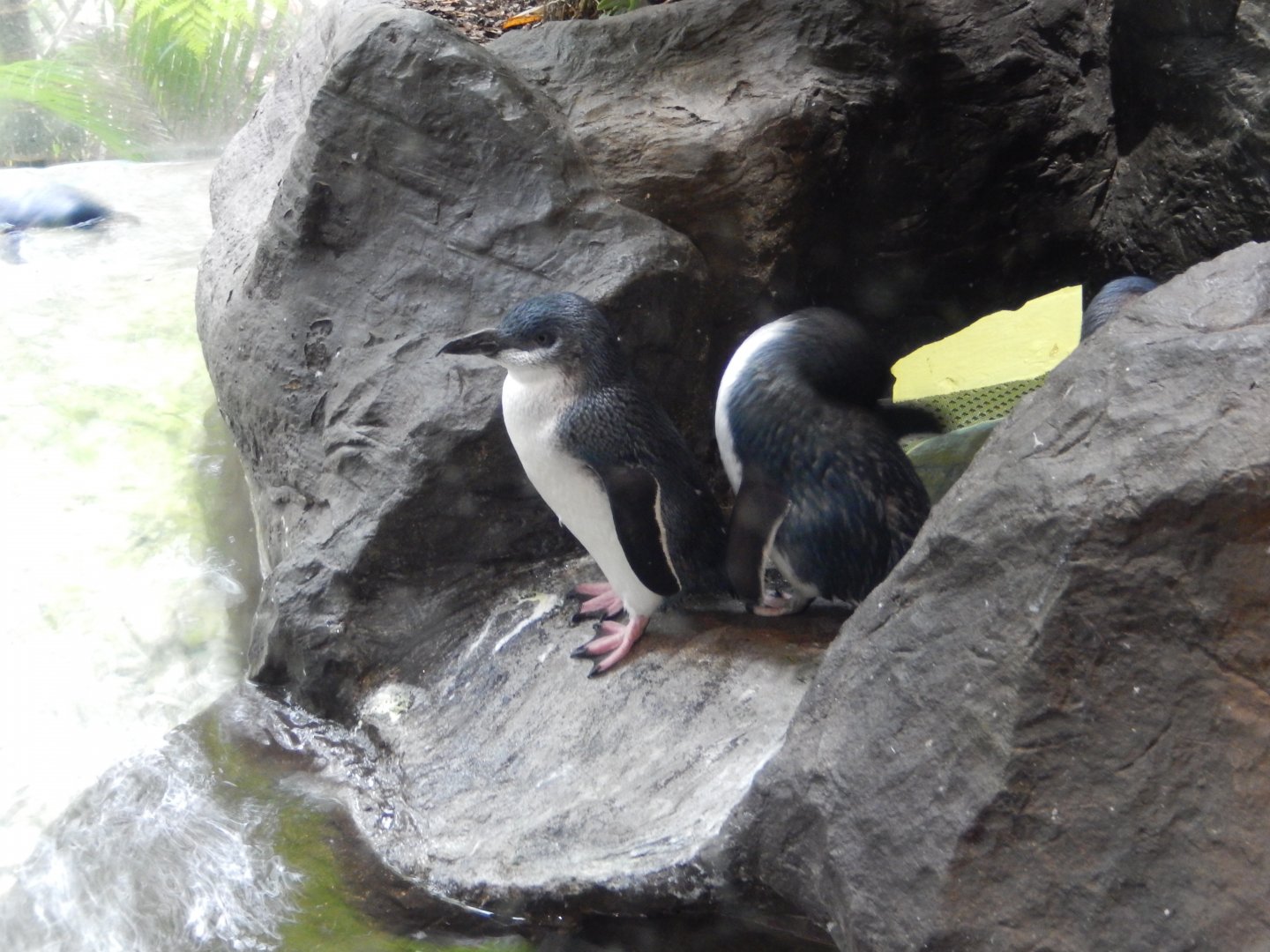5/20/2018 - Little Blue Penguins