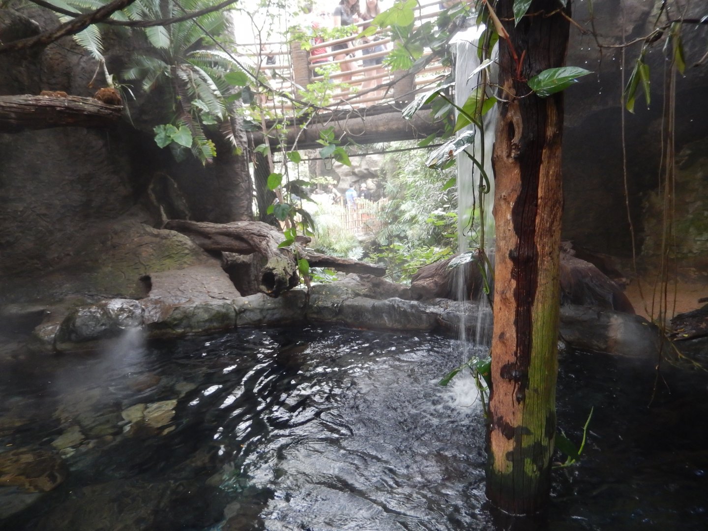 5/20/2018 - Lobo Del Rio