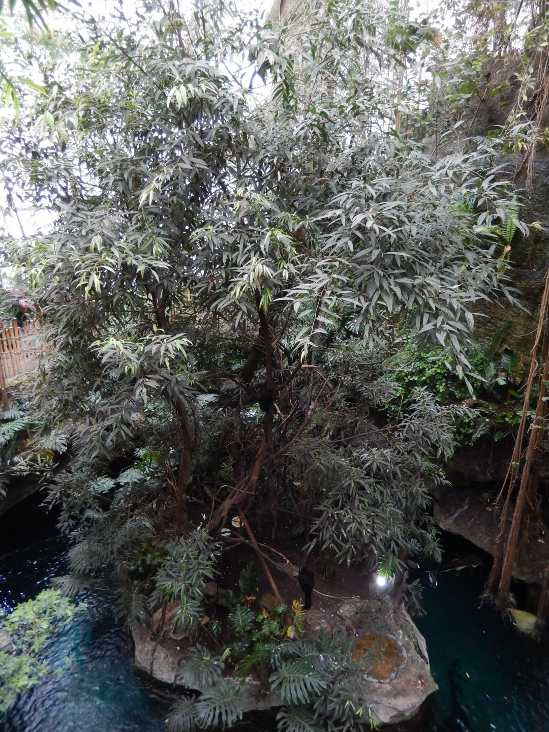 5/20/2018 - Monkey Island