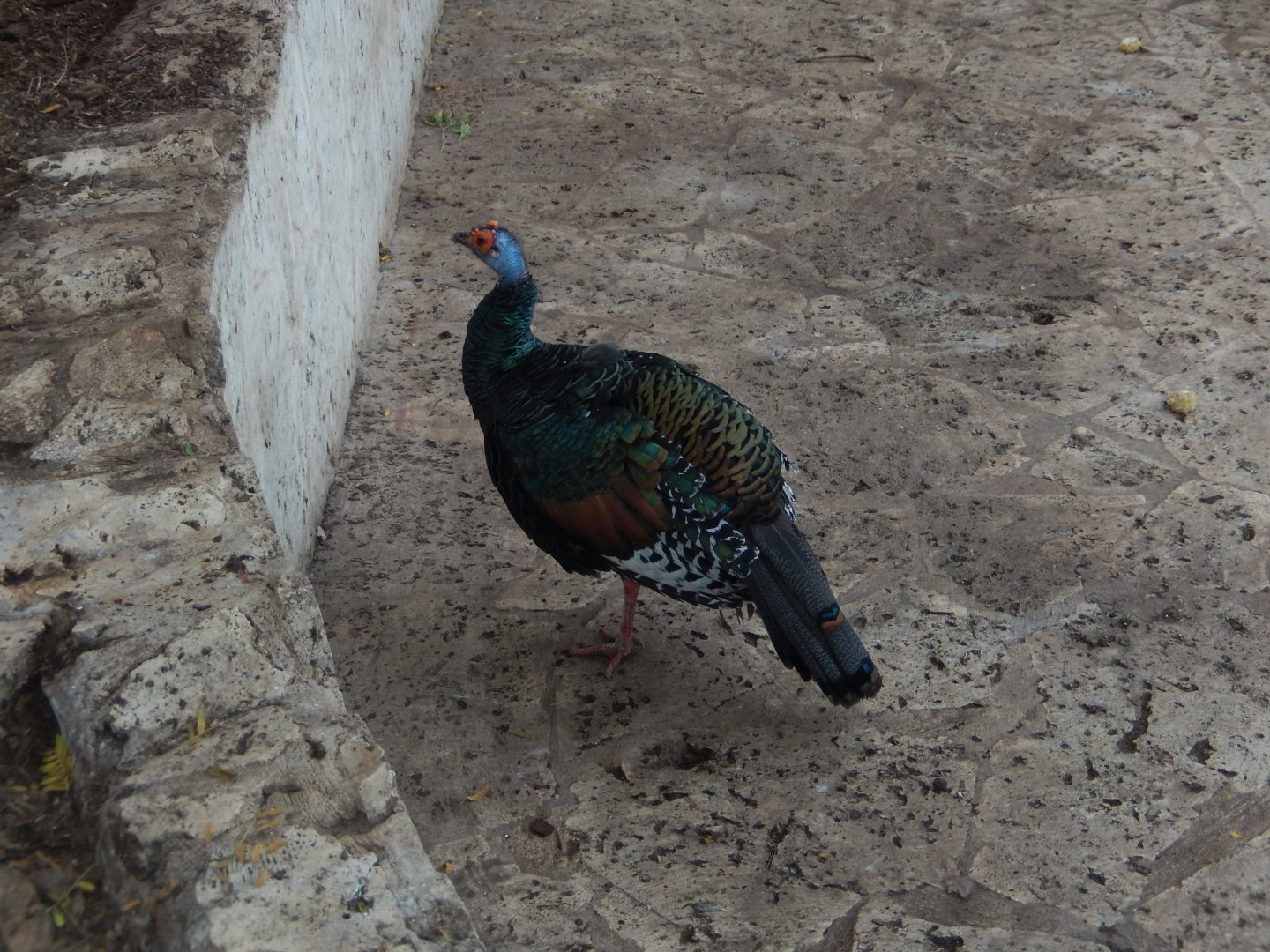 5/20/2018 - Ocellated Turkey