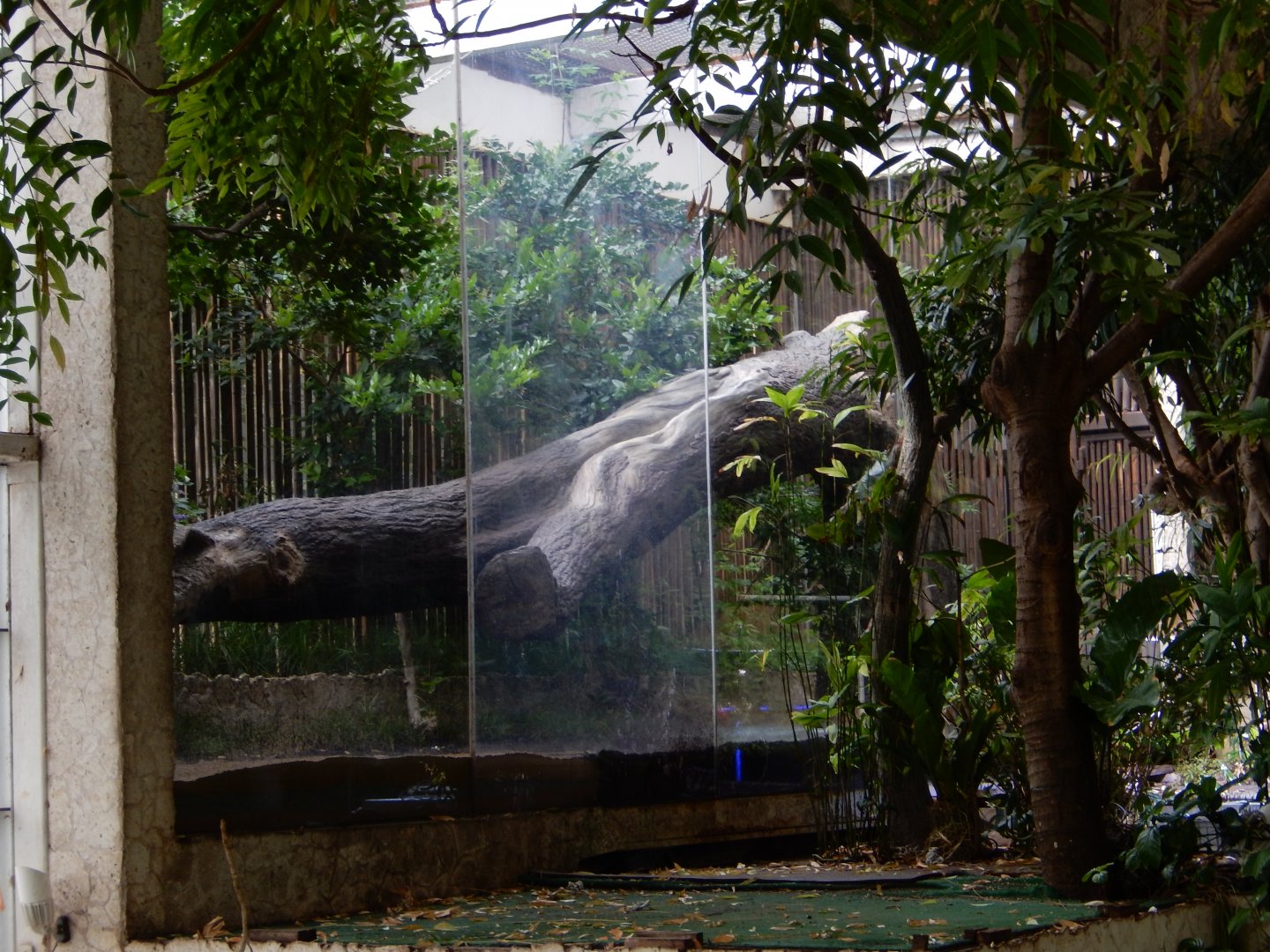 5/20/2018 - Outdoor Ocelot Habitat