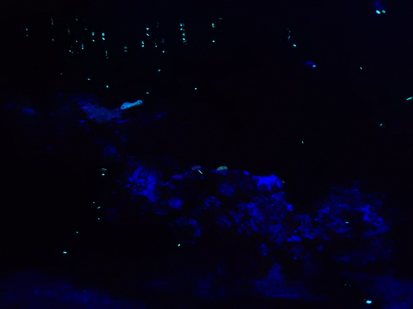 5/20/2018 - Palau Tank