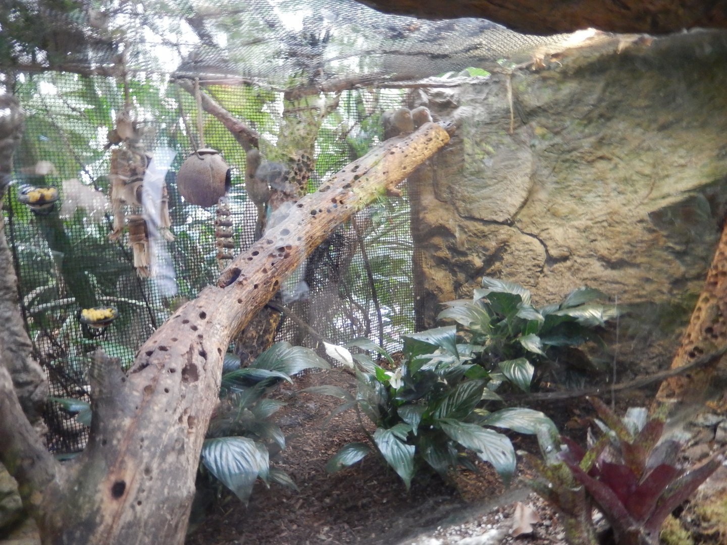 5/20/2018 - Pygmy Marmoset Exhibit