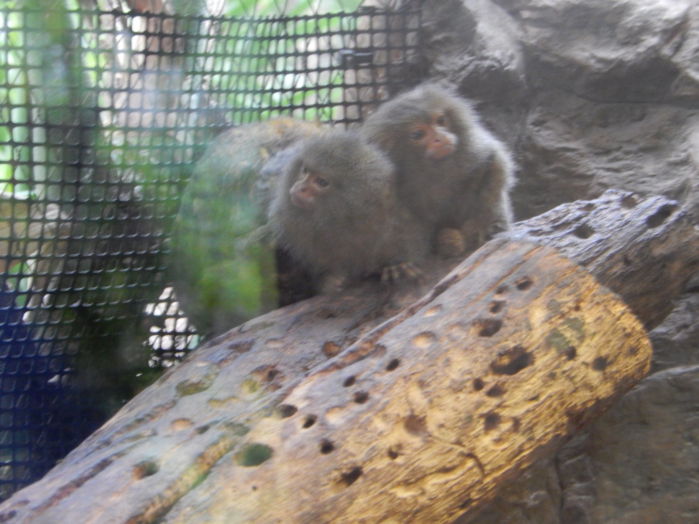 5/20/2018 - Pygmy Marmosets