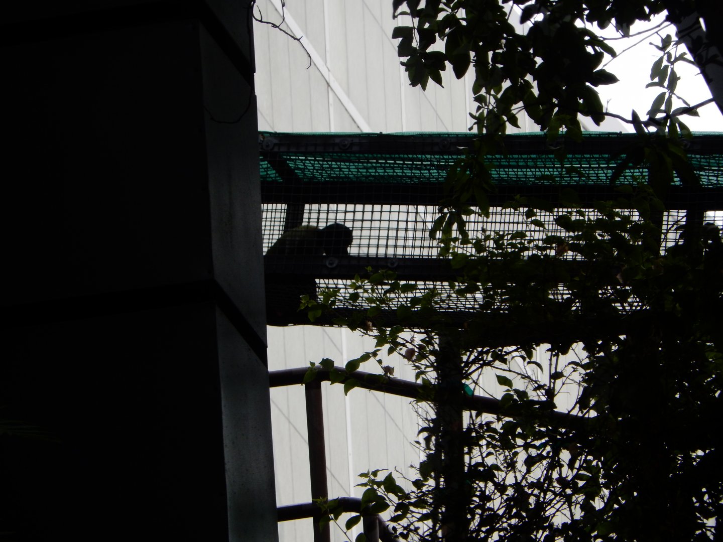 5/20/2018 - Red-Backed Bearded Saki Monkey (?)