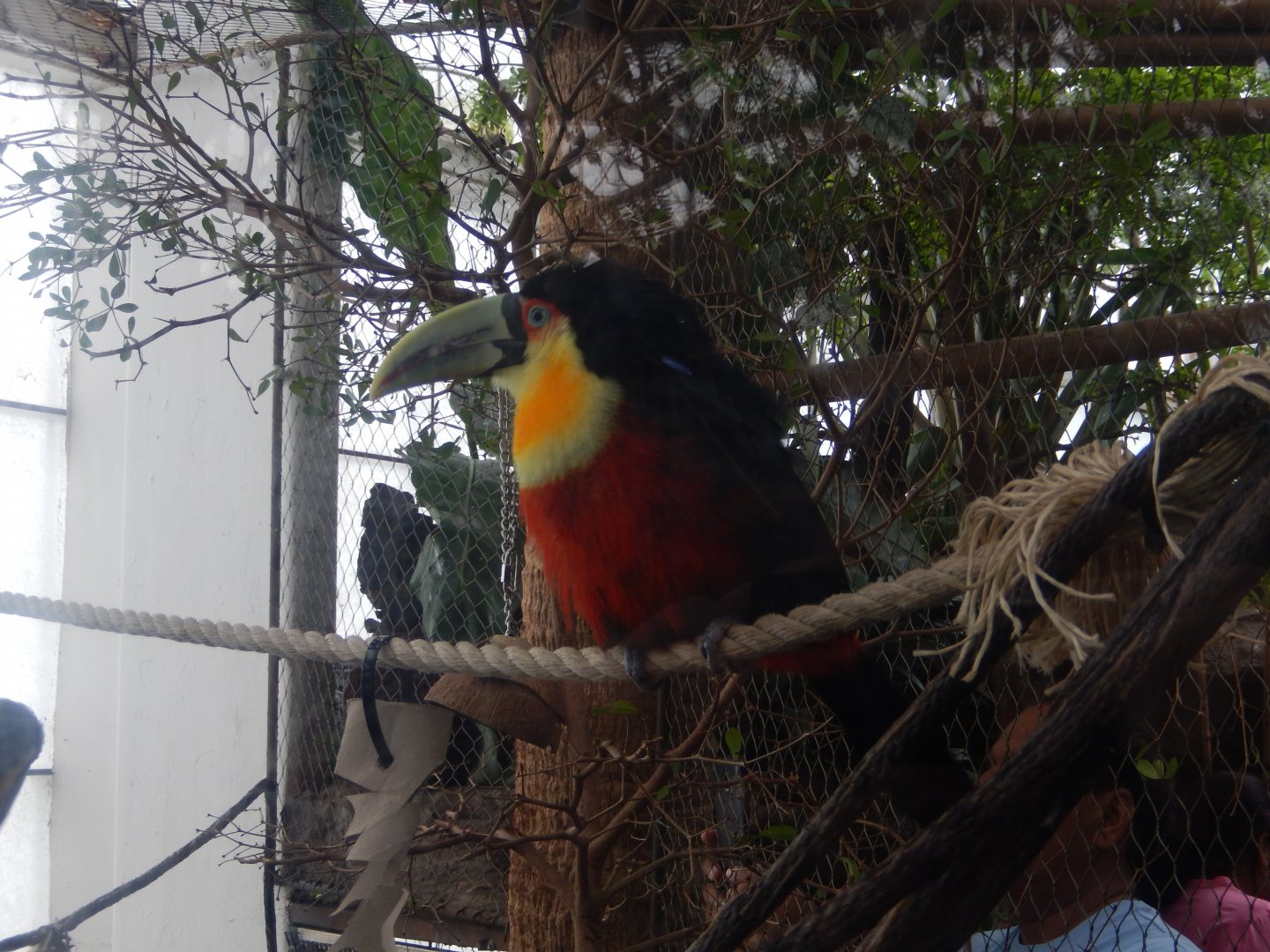 5/20/2018 - Red-Breasted Toucan