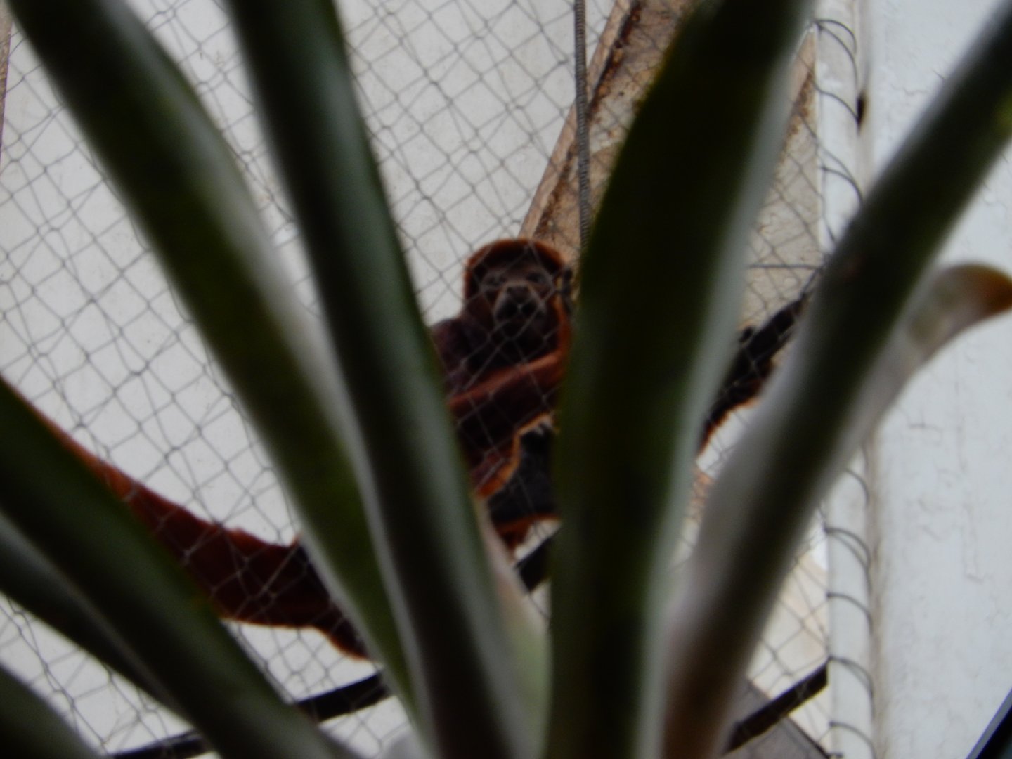 5/20/2018 - Red Howler Monkey