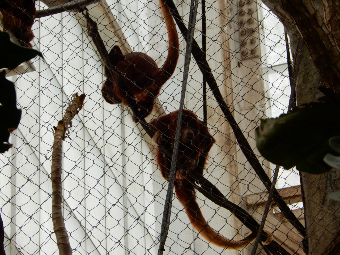 5/20/2018 - Red Howler Monkeys